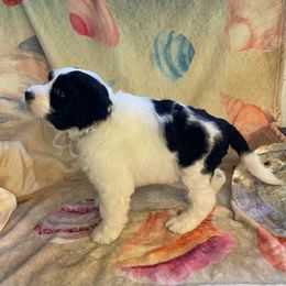 Boy 4 - Black and white Portuguese Water Dog puppy in Waukesha, Wisconsin from High Tide PWDs