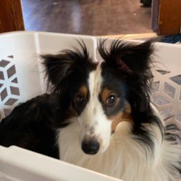 Chevy - Shetland Sheepdog