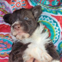 Portuguese Water Dog Puppies from Autumn Branch Farm Portuguese Water Dogs