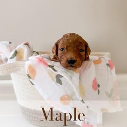 Maple - Red  female Goldendoodle puppy in Melba, Idaho from KZ Doodles
