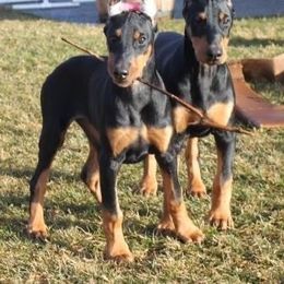 Doberman Pinscher Puppies from Desiree's Doberman Pinschers