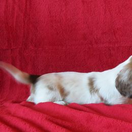 Dachshund Puppies from Brenda Johnson