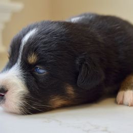 Justice - male Australian Shepherd puppy in Lyons, Georgia from Canyon South Aussies