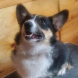 Brynn - Pembroke Welsh Corgi