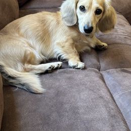 Owen - Dachshund