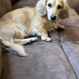 Owen - Dachshund