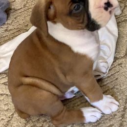 Boxer Puppies from Sisco Boxers Tennessee