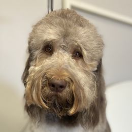 Winnie  - Labradoodle