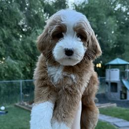 Heart - Red  female Goldendoodle puppy in Clinton, Utah from Golden Law Kennels