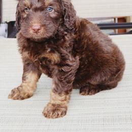 Gobstopper - Tri-color male Bernedoodle puppy in Ohio from Moore Doodles