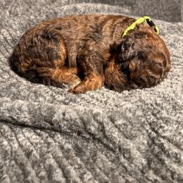 Girl 2 - female Bernedoodle puppy in Warfordsburg, Pennsylvania from Black Oak Forrest Doodles