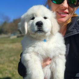Golden Retriever Puppies from Valley Creek Farm