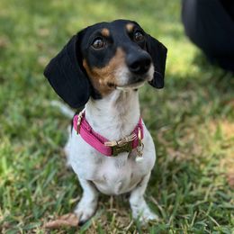 Kenzie - Dachshund