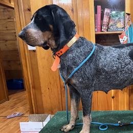 Rahab - Bluetick Coonhound