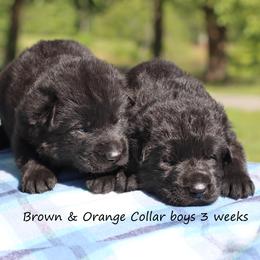 3rd Pick male - Sable male German Shepherd puppy in Elkmont, Alabama from Oakmont Shepherds