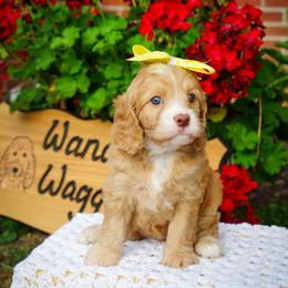 Cavapoo Puppies from WW Cavapoos