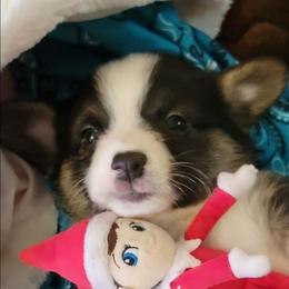 Turquoise bandana boy - Black and tan male Pembroke Welsh Corgi puppy in Cherokee, Oklahoma from MCS Farms-OK