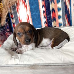 Dachshund Puppies from Wildflower Weenies