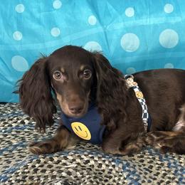 Echo - Dachshund