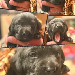 Female 5 - Black female Labrador Retriever puppy in Lyman, Nebraska from Ruzicka Family Labradors LLC