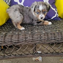 Male 1 - Blue merle male Toy Australian Shepherd puppy in Missouri from MadCat Toy Aussies
