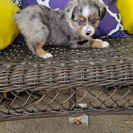 Male 1 - Blue merle male Toy Australian Shepherd puppy in Missouri from MadCat Toy Aussies