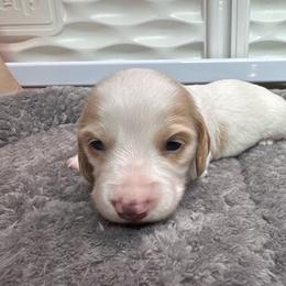 Boy1 - Piebald male Dachshund puppy in Stockton, California from Royalty Weenies