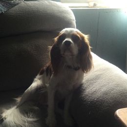 Halston - Cavalier King Charles Spaniel