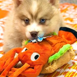 Flip Flop - Red and white male Pomsky puppy in Centerville, Iowa from LJ Kennels Pomskies, LLC