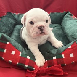 Holly - Red and white female Bulldog puppy in Aiken, South Carolina from Hayzlett Family English Bulldogs