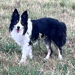Django - Border Collie