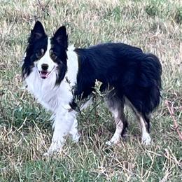 Django - Border Collie