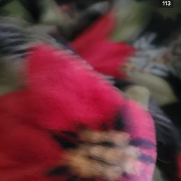 Little Red Riding Hood - Red and white female Shih Tzu puppy in Cartersville, Georgia from 100 Acre Woods Shih Tzu Plantation