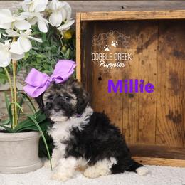 Millie - Sable female Bernedoodle puppy in Heyworth, Illinois from Cobble Creek Puppies