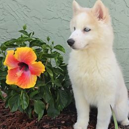 Cappuccino - Tri-color Pomsky puppy in Spring Hill, Florida from Whitmore Wolfpack LLC