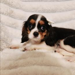 Tulip - Tri-color female Cavalier King Charles Spaniel puppy in Wilburton, Oklahoma from My Kids Kennel