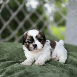 Shih Tzu Puppies from Melanie's Little Lions