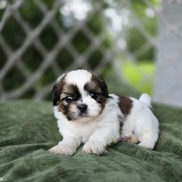 Shih Tzu Puppies from Melanie's Little Lions
