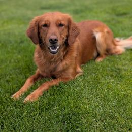 Daisy - Golden Retriever