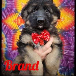 Brand - Black and tan male German Shepherd puppy in Fort Jennings, Ohio from Von Holtzapple German shepherds