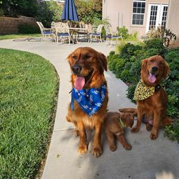 Golden Retriever puppies from Coppertown Retrievers