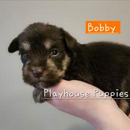 Bobby - Liver male Miniature Schnauzer puppy in Lebanon, Missouri from Playhouse Puppies