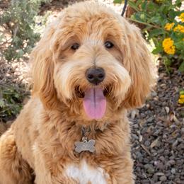 Bunsen - Goldendoodle