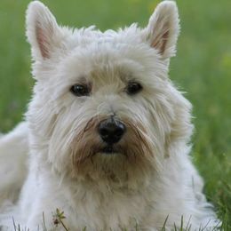 Cotons de Tulear, Mi-Kis, and West Highland White Terriers from My Little Puppy Paws