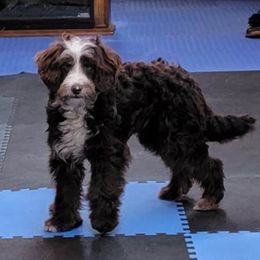 Aussiedoodle, Bernedoodle, and Poodle All Grown Up from Awesome Paws