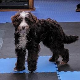 Aussiedoodle, Bernedoodle, and Poodle All Grown Up from Awesome Paws