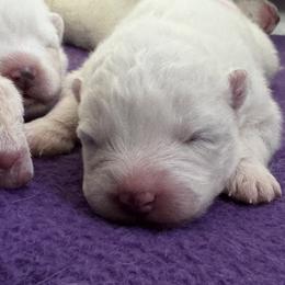 Girl 1 - female Samoyed puppy in Hollywood, Florida from ArticCross Samoyeds-Florida