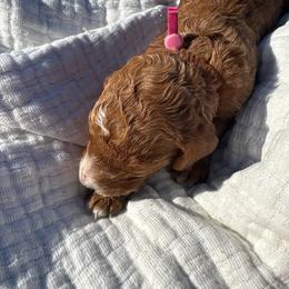 Hot pink - Red  female Poodle puppy in Pasco, Washington from Dayton Farms