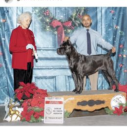 Nova - Cane Corso