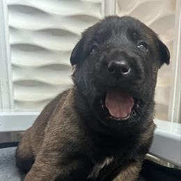 Pink - Fawn sable female Belgian Malinois puppy in Ellerbe, North Carolina from Grand Prix Kennel